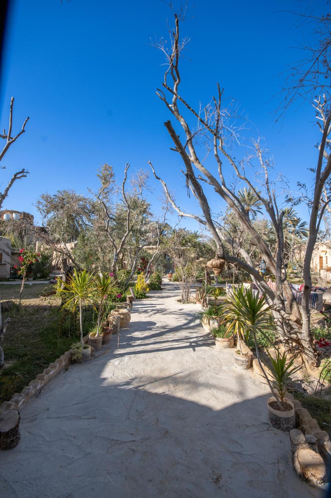 Hostel Olive Garden House Siwa Siwa Oasis Exterior foto