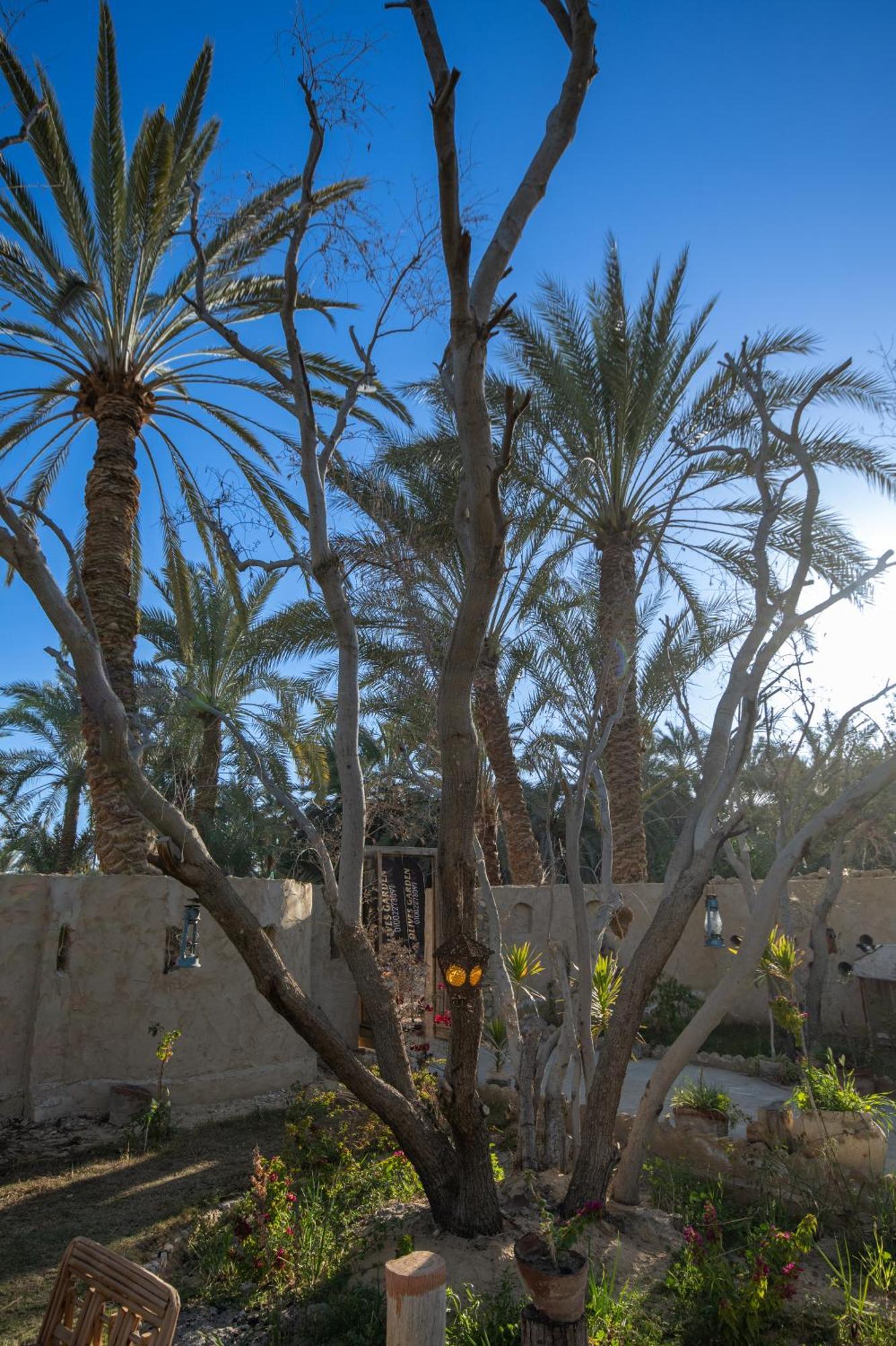 Hostel Olive Garden House Siwa Siwa Oasis Exterior foto