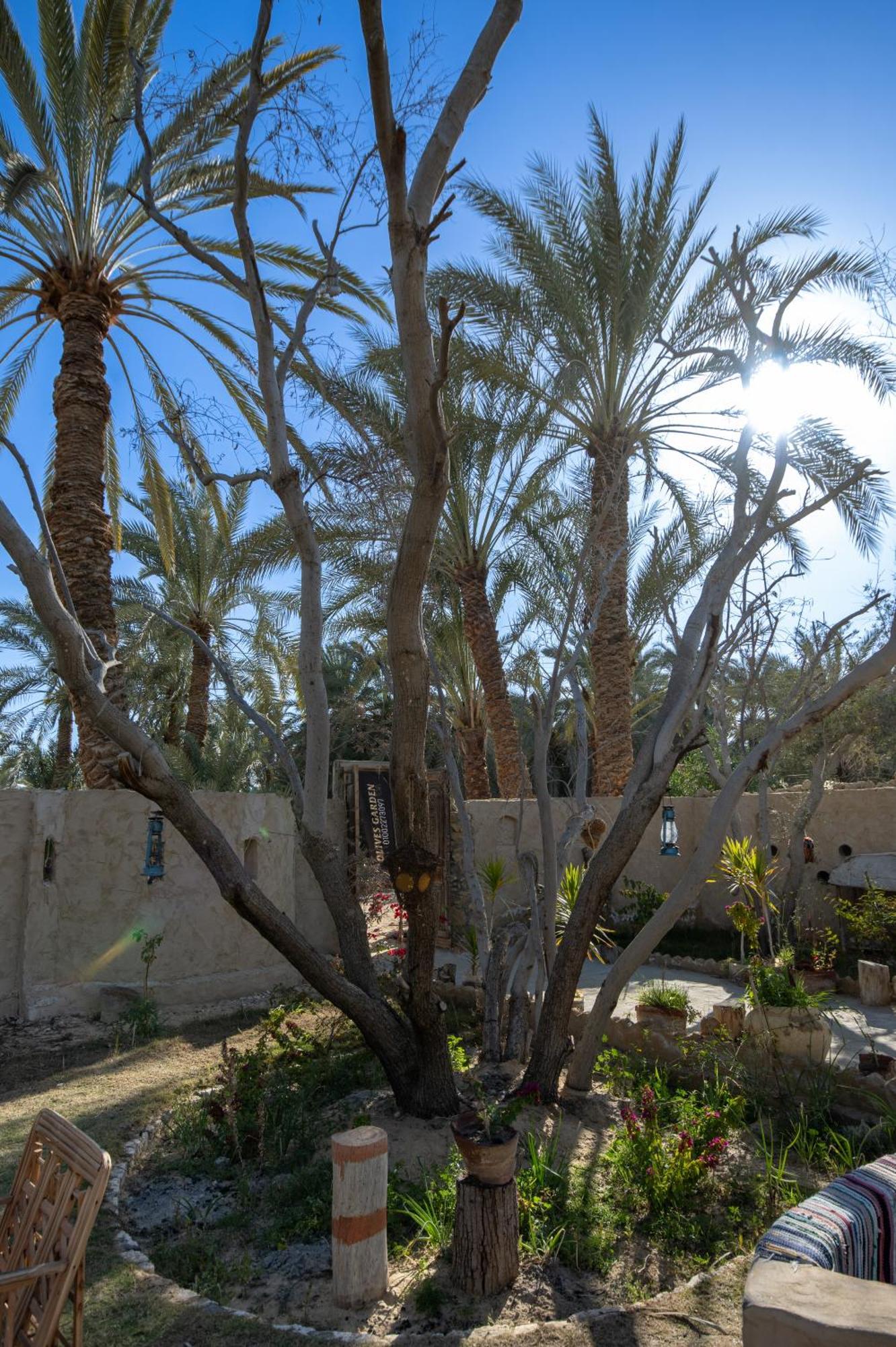 Hostel Olive Garden House Siwa Siwa Oasis Exterior foto
