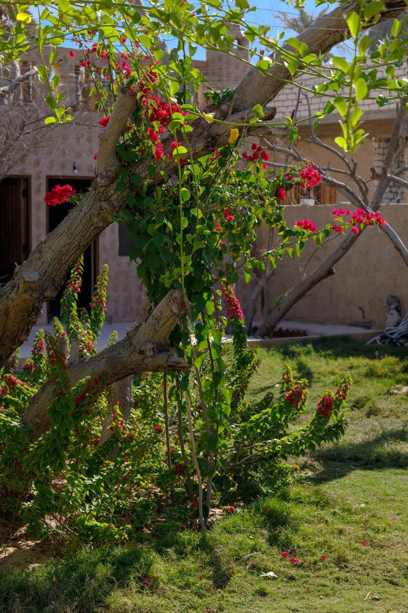 Hostel Olive Garden House Siwa Siwa Oasis Exterior foto